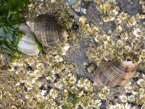 Nucella canaliculata