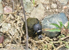 Canthon septemmaculatus