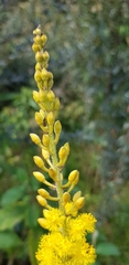 Abatia parviflora