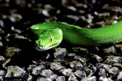 Morelia viridis