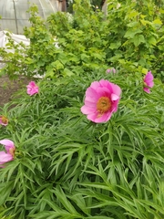 Paeonia anomala