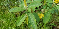 Abatia parviflora