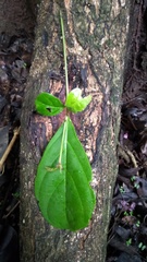 Terminalia amazonia