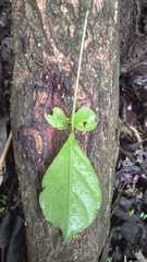 Terminalia amazonia