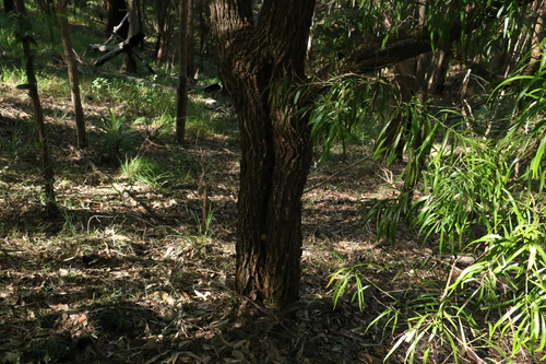 Image of Daviesia arborea by (c) Greg Tasney, some rights reserved (CC BY-SA)