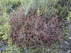 Gaultheria macrostigma
