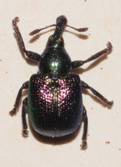 Byctiscus populi