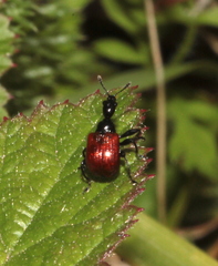 Compsapoderus erythropterus