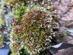 Bryum coronatum