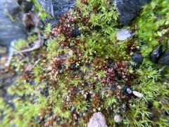 Bryum coronatum