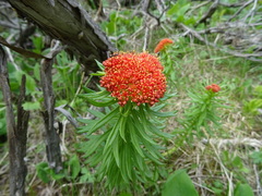 Rhodiola kirilowii