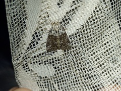 Bryophila ereptricula