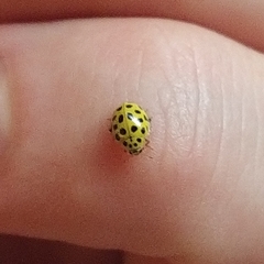 Psyllobora vigintiduopunctata