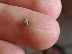 Psyllobora vigintiduopunctata