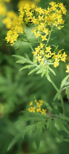 Image of Descurainia tanacetifolia by (c) Lieven Decrick, some rights reserved (CC BY)