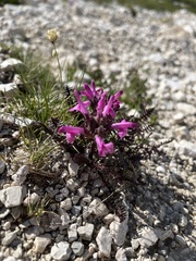 Pedicularis rosea