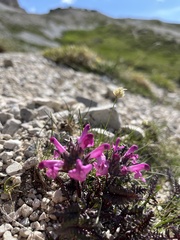 Pedicularis rosea