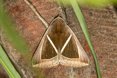 Chalciope mygdon
