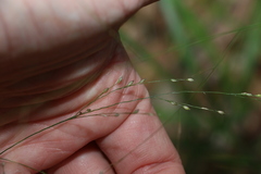 Panicum decompositum