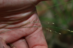 Panicum decompositum