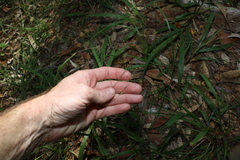 Panicum decompositum