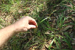 Panicum decompositum