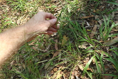 Panicum decompositum