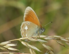 Coenonympha glycerion