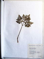 Sceptridium robustum