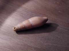 Isara glabra