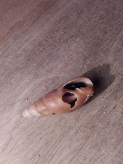 Isara glabra