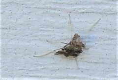 Psectrotanypus dyari