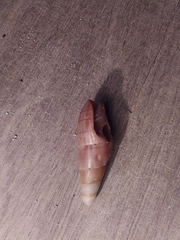 Isara glabra