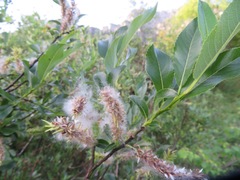 Salix glabra