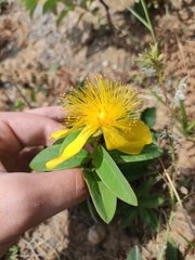 Hypericum calycinum