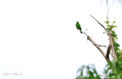 Eclectus roratus