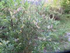 Salix glabra