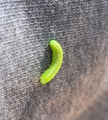 Tomostethus nigritus