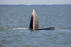 Balaenoptera edeni brydei