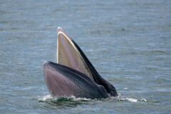 Balaenoptera edeni brydei