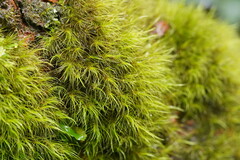 Dicranoloma menziesii