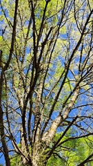 Tomostethus nigritus