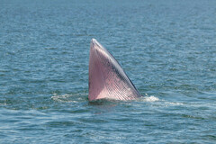 Balaenoptera edeni brydei