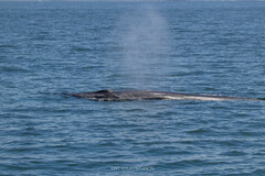 Balaenoptera edeni brydei