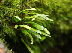 Notogrammitis billardierei