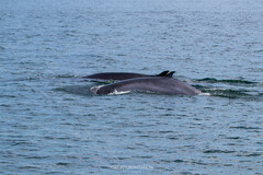 Balaenoptera edeni brydei