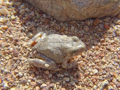 Hyla arenicolor