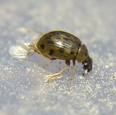 Berosus pantherinus