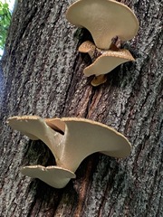 Cerioporus squamosus