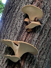 Cerioporus squamosus